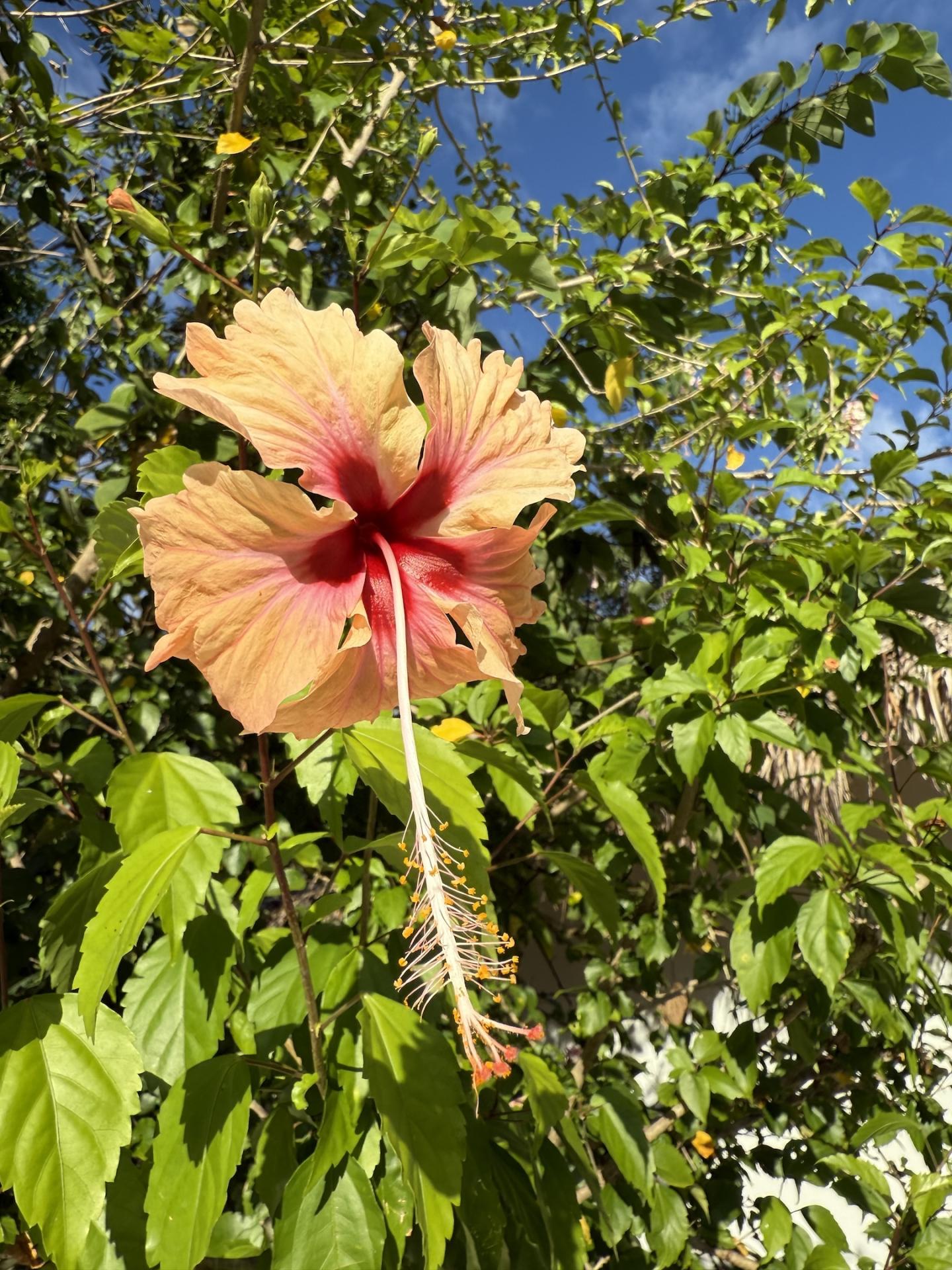 Hibiscus peche 1
